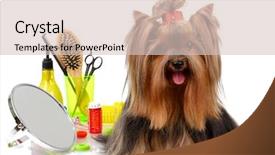  Presentation with grooming dog - Presentation design featuring beautiful yorkshire terrier with grooming background and a lemonade colored foreground