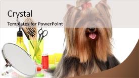  Presentation with surgical items - Slides featuring beautiful yorkshire terrier with grooming background and a lemonade colored foreground