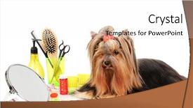  Presentation with surgical items - Slides having beautiful yorkshire terrier with grooming background and a white colored foreground