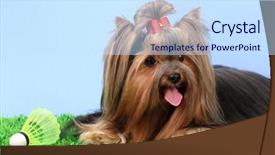  Presentation with badminton - Amazing PPT layouts having beautiful-yorkshire-terrier-with-lightweight backdrop and a sky blue colored foreground