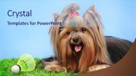  Presentation with badminton - Beautiful PPT theme featuring beautiful-yorkshire-terrier-with-lightweight backdrop and a light blue colored foreground