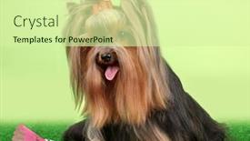  Presentation with badminton - Slides with beautiful yorkshire terrier with lightweight object used in badminton on grass on colorful background background and a soft green colored foreground