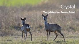  Presentation with deer - Slides enhanced with beautiful young deer cervidae background and a gray colored foreground