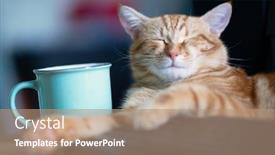  Presentation with ginger - Audience pleasing slide deck consisting of beautiful-young-ginger-cat-well backdrop and a coral colored foreground