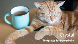  Presentation with tea cup - Amazing PPT theme having beautiful-young-ginger-cat-well backdrop and a coral colored foreground