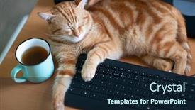  Presentation with red marble pattern wallpaper blue - Beautiful slide deck featuring beautiful-young-ginger-cat-well backdrop and a navy blue colored foreground