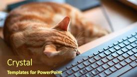  Presentation with young grey maine coon cat - Cool new slide deck with beautiful-young-ginger-tabby-cat backdrop and a tawny brown colored foreground