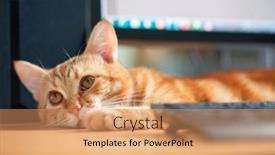  Presentation with well - Beautiful PPT theme featuring beautiful-young-ginger-tabby-cat backdrop and a coral colored foreground