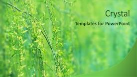  Presentation with willow tree - Presentation theme enhanced with beautiful young green willow tree background and a seafoam green colored foreground