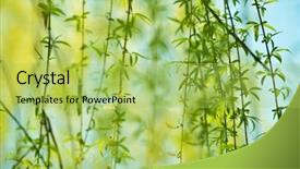  Presentation with willow tree - Audience pleasing slide set consisting of beautiful young green willow tree backdrop and a yellow colored foreground