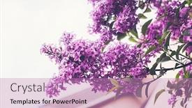  Presentation with springtime - Beautiful PPT theme featuring beautifull-purple-flovers-in-springtime backdrop and a coral colored foreground