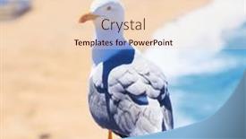  Presentation with seagull - 