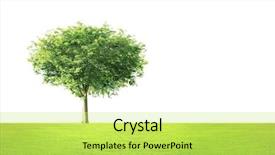  Presentation with solar tree evening landscape - Presentation theme having beautifull the green tree landscape background and a yellow colored foreground