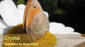  Presentation with chamomile - Beautiful PPT theme featuring beautifull view - butterfly on chamomile close-up backdrop and a  colored foreground