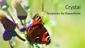  Presentation with peacock - Audience pleasing theme consisting of beautifull view - eautiful butterfly peacock macro shot backdrop and a mint green colored foreground