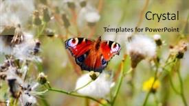  Presentation with peacock - PPT theme consisting of beautifull view - eautiful butterfly peacock macro shot background and a coral colored foreground