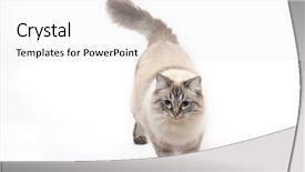  Presentation with cat - Presentation featuring beautifull view - ragdoll cat standing in front background and a  colored foreground