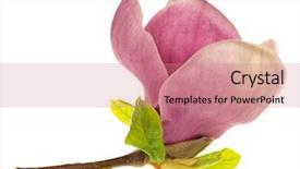  Presentation with magnolia - Audience pleasing slide set consisting of beautifully blossoming magnolia backdrop and a coral colored foreground