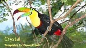  Presentation with tropical rainforest - Audience pleasing slide set consisting of beautifully-colored-toucan-sits-perched backdrop and a tawny brown colored foreground