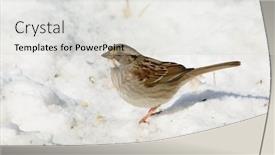  Presentation with sparrow - Colorful presentation theme enhanced with beautifully-marked-white-throated-sparrow backdrop and a light gray colored foreground