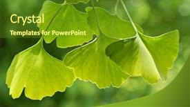  Presentation with ginkgo - Presentation theme with beautifully sunlit ginkgo leaves background and a tawny brown colored foreground