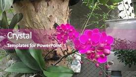  Presentation with growing tree - Presentation design featuring beautify - beautiful red orchid growing background and a  colored foreground
