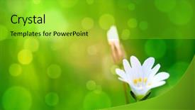  Presentation with beauty - PPT layouts having beauty a flower bokeh background background and a yellow colored foreground