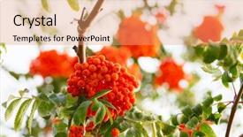  Presentation with child jumping to tree - PPT theme featuring beauty ashes - ashberry ashberry tree at autumn background and a  colored foreground