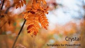  Presentation with sunrise - Beautiful PPT layouts featuring beauty ashes - autumn rowan-tree with rowanberry backdrop and a coral colored foreground