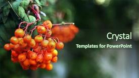  Presentation with granulated coal ash - Amazing PPT layouts having beauty ashes - branch of ash berry closeup backdrop and a tawny brown colored foreground