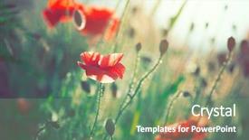  Presentation with summer flowers - Presentation theme having beauty background of summer wildflowers background and a seafoam green colored foreground