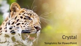  Presentation with amur leopard - PPT layouts having beauty beast - adult amur leopard in sunlight background and a yellow colored foreground
