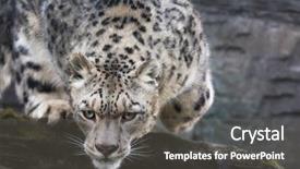  Presentation with indigenous - Beautiful slide set featuring beauty beast - adult snow leopard stealthily pounces backdrop and a gray colored foreground