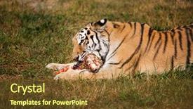  Presentation with raw meat - Amazing presentation design having beauty beast - amur siberian tiger eats raw backdrop and a tawny brown colored foreground