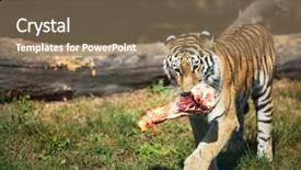  Presentation with raw meat - Beautiful theme featuring beauty beast - amur siberian tiger eats raw backdrop and a coral colored foreground