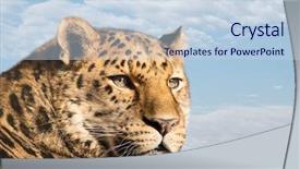  Presentation with amur leopard - Slide deck consisting of beauty beast - beautiful amur leopard against blue background and a sky blue colored foreground