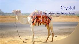  Presentation with camel - Colorful PPT layouts enhanced with beauty beast - beautiful camel in desert backdrop and a sky blue colored foreground
