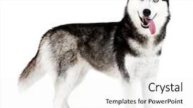  Presentation with octopus on isolated white - Slide set enhanced with beauty beast - beautiful cute husky isolated background and a white colored foreground