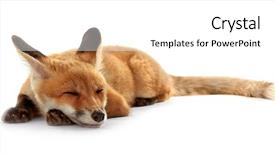  Presentation with fox - Slide deck with beauty beast - beautiful fox cub lying isolated background and a white colored foreground