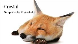 Presentation with fox - Cool new theme with beauty beast - beautiful fox cub sleeping isolated backdrop and a white colored foreground