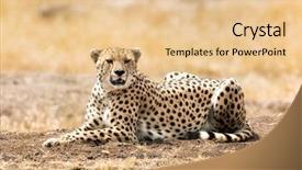  Presentation with cheetah - Amazing theme having beauty beast - beautiful young adult cheetah resting backdrop and a lemonade colored foreground