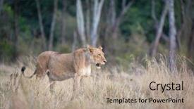  Presentation with trees - Beautiful presentation featuring beauty beast - beautiful young adult lioness backdrop and a mint green colored foreground