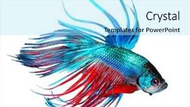  Presentation with fish aquarium - Cool new presentation theme with beauty beast - betta fish dragon fish colorful backdrop and a arctic colored foreground
