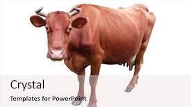  Presentation with cow - Slide set enhanced with beauty beast - cow isolated on white background and a lemonade colored foreground