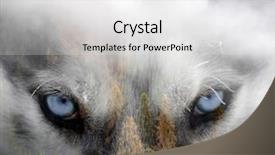  Presentation with husky - Amazing PPT layouts having beauty beast - double exposure image backdrop and a light gray colored foreground