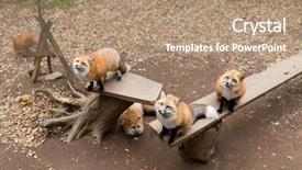  Presentation with fox - Audience pleasing slide deck consisting of beauty beast - group of fox looking up backdrop and a coral colored foreground