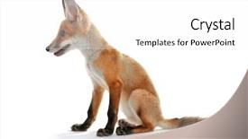  Presentation with fox - Theme having beauty beast - little fox cub sitting isolated background and a white colored foreground