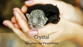  Presentation with newborn - Beautiful PPT theme featuring beauty beast - newborn kittens in woman hands backdrop and a yellow colored foreground