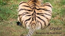  Presentation with shape heart - Slide deck enhanced with beauty beast - tail of a tiger background and a coral colored foreground