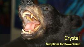 Presentation with black bear - Amazing PPT theme having beauty beast - taxidermy of a black bear backdrop and a tawny brown colored foreground